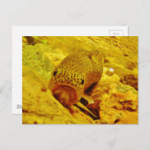 Forellen Postkarte (Vorne/Hinten)