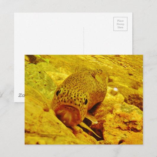 Forellen Postkarte (Vorne/Hinten)