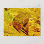 Forellen Postkarte (Vorderseite)