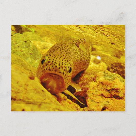 Forellen Postkarte (Vorderseite)
