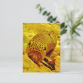 Forellen Postkarte (Stehend Vorderseite)