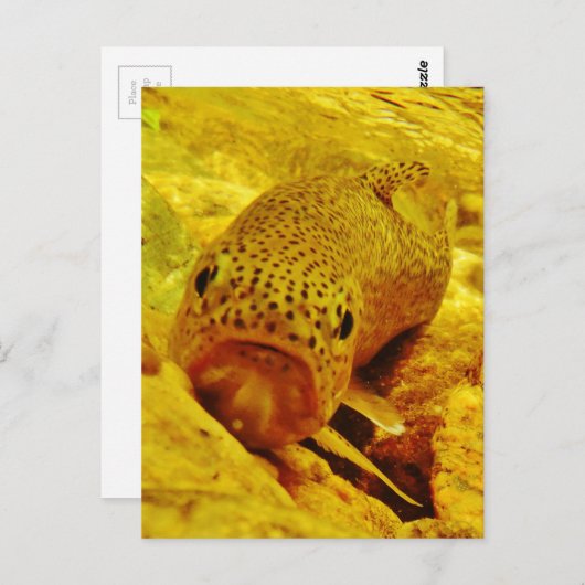 Forellen Postkarte (Vorne/Hinten)