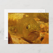 Forellen Postkarte (Vorne/Hinten)