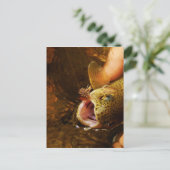 Forellen und Fliegen Postkarte (Stehend Vorderseite)