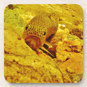 Forellen Untersetzer