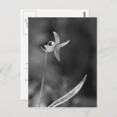 Forellenlilie Postkarte (Vorne/Hinten)