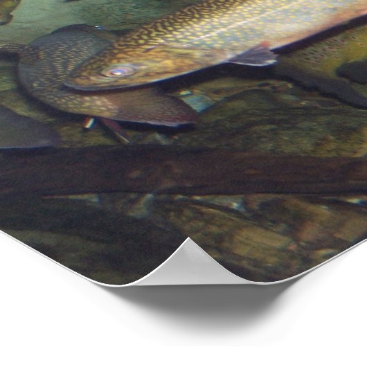 Forellenplakat Poster (Ecke)