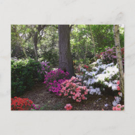 Forest and Flowers Postcard Postkarte