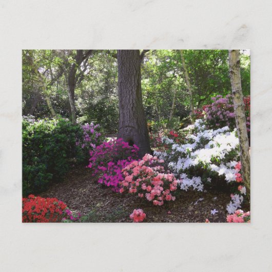 Forest and Flowers Postcard Postkarte (Vorderseite)