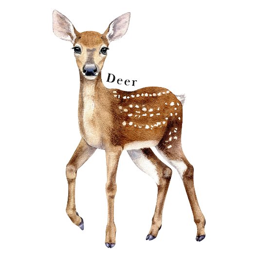 Forest Animals Educational Poster