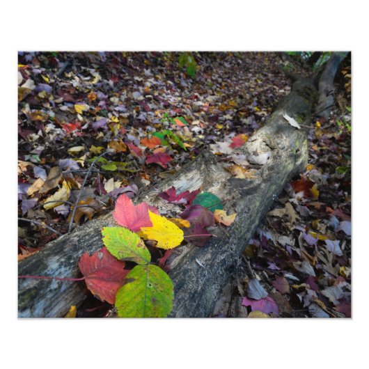 Forest Autumn Art Fotodruck (Vorne)