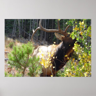 Forest Bull Elk Foto Naturewall Poster Mancave