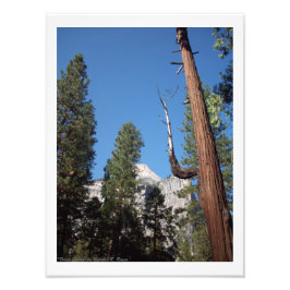 "Forest Cactus" Yosemite Valley Foto Print!