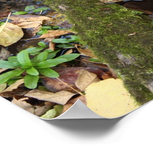 Forest-Creek-Plakat Poster (Ecke)