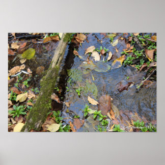 Forest-Creek-Plakat Poster