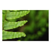 Forest Fern Fotodruck (Vorne)