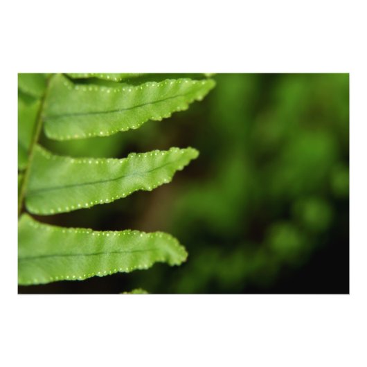 Forest Fern Fotodruck (Vorne)