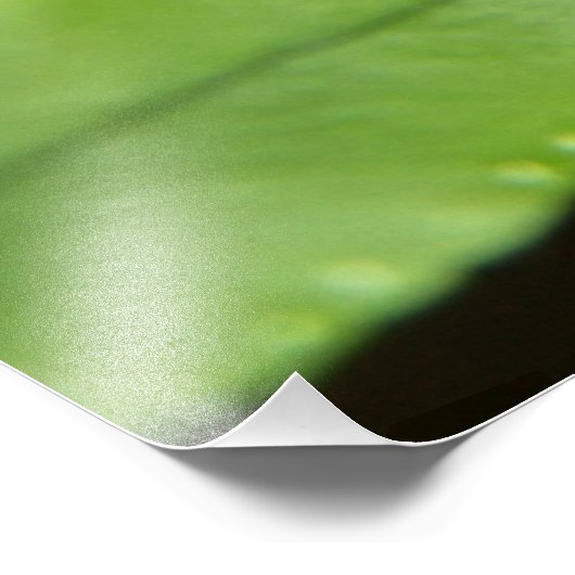 Forest Fern Fotodruck (Ecke)