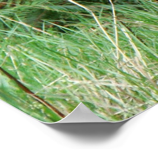 Forest Ferns von Gott Print aufgerufen Poster (Ecke)