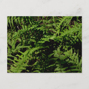 Forest Floor Ferns Postcard Postkarte