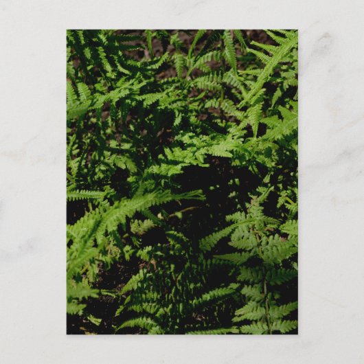 Forest Floor Ferns Postkarte (Vorderseite)