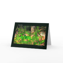 Forest Floor Fraktal Art Notecards