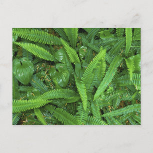 Forest Floor, Quinault Rain Forest, Olympic NP, Postkarte