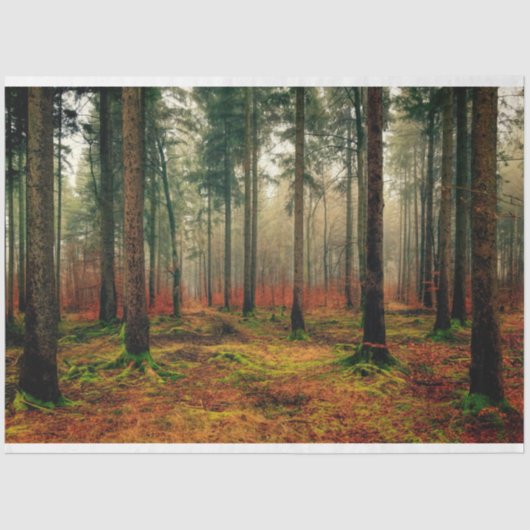 Forest Herbst 16 Dekoupage Tissue Paper Seidenpapier (Vorderseite)