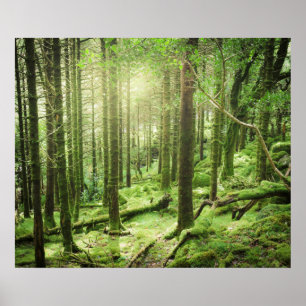 Forest in Killarney National Park Kerry, Ireland Poster