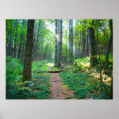 Forest Light Nature Fotografy Poster (Vorne)