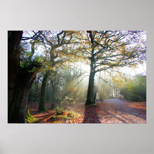 Forest Light Poster (Vorne)