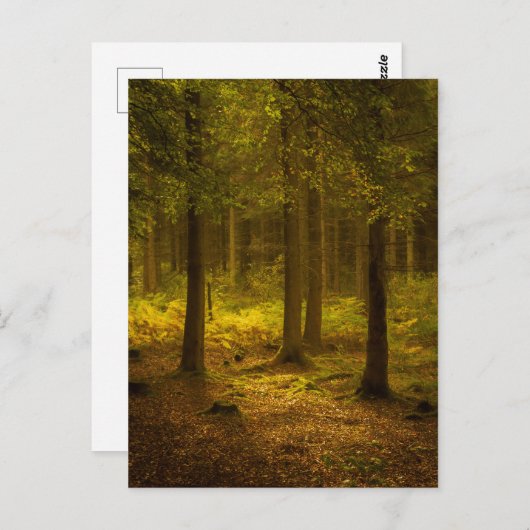 Forest Light Postkarte (Vorne/Hinten)