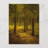 Forest Light Postkarte (Vorderseite)