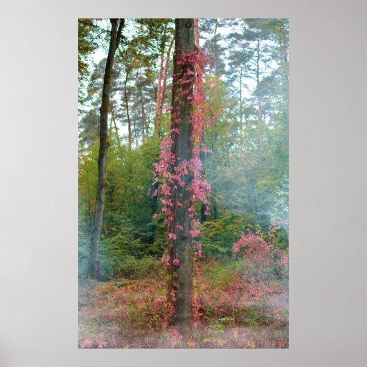 Forest mood  poster (Vorne)