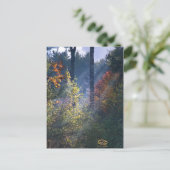 Forest Morning Vermont Fall Postkarte (Stehend Vorderseite)