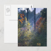 Forest Morning Vermont Fall Postkarte (Vorne/Hinten)
