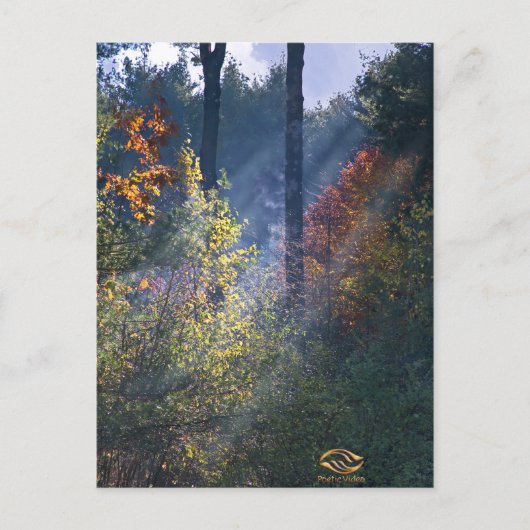 Forest Morning Vermont Fall Postkarte (Vorderseite)