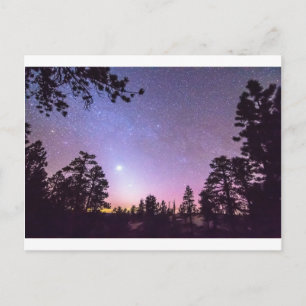 Forest Night Star Delight Postkarte