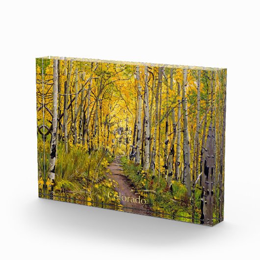 Forest of Aspen Trees Fotoblock (Rechts)