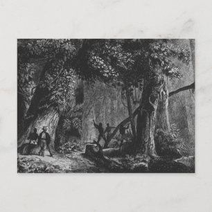 Forest Opening von 'Bresil, Columbie bei Postkarte