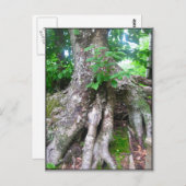 Forest Postcard Postkarte (Vorne/Hinten)