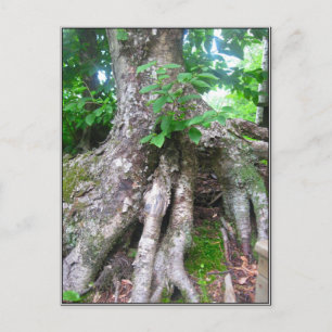 Forest Postcard Postkarte