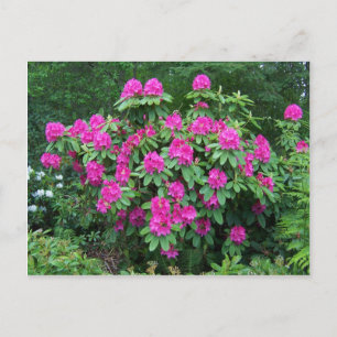 Forest Rhododendron Postkarte