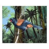 Forest Saddleback Bird Fotodruck (Vorne)