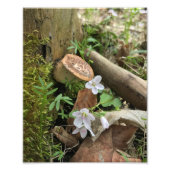 Forest Scene 8x10" Print Fotodruck (Vorne)