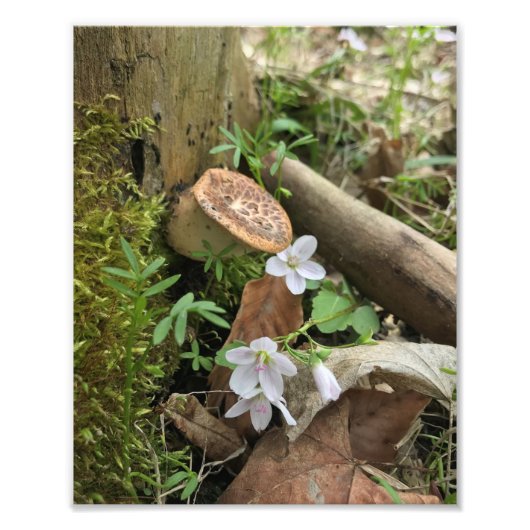 Forest Scene 8x10" Print Fotodruck (Vorne)