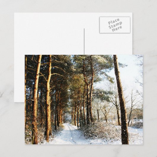 Forest Snow Scene pccna Postkarte (Vorne/Hinten)