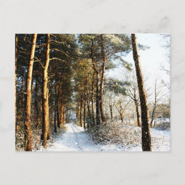 Forest Snow Scene pccnm Postkarte