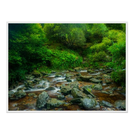 Forest Stream in Lush Woodland (Dargle River) Poster (Vorderseite)