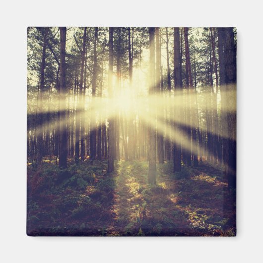 Forest Sunams Magnet (Vorne)